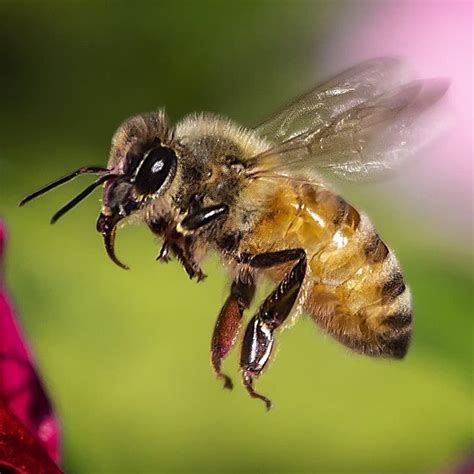 The Ethical Treatment of Magic Bees: Conservation and Protection